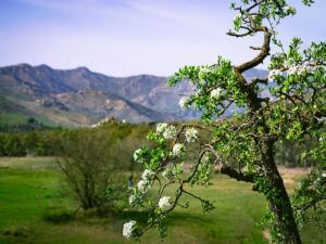 a tree with white flowers in the foreground and mountains in the background